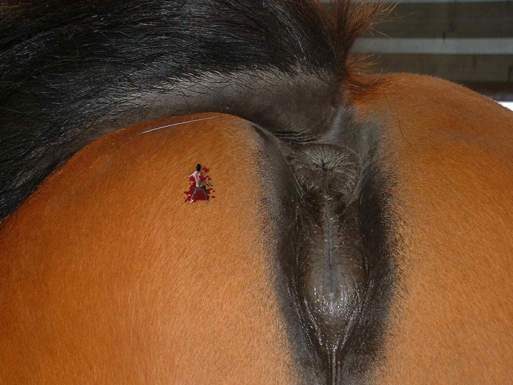 Horse porno