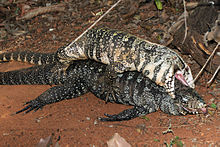 A Male Black And White Tegu Mounts A Female That Has Been Dead For Two Days And Attempts To Mate