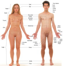 Adult Female And Male With Clean Shaven Pubic Regions