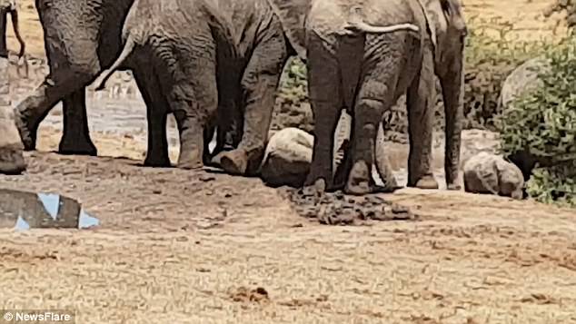 Although The Older Elephants Tried To Free The Calf For Several Hours All Attempts Failed