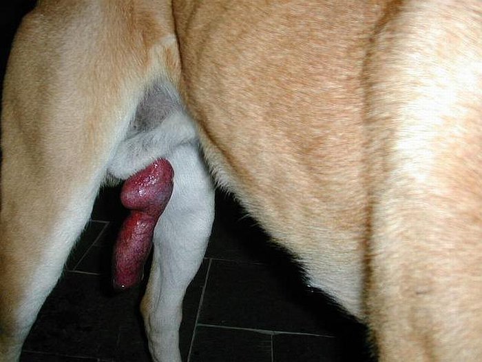 Amateur Dog Knotting