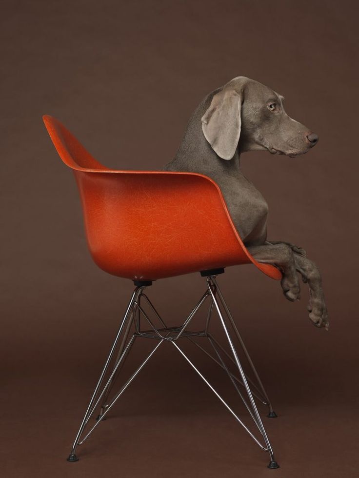 Available For Sale From Barry Whistler Gallery William Wegman Eames Low Pigment Print