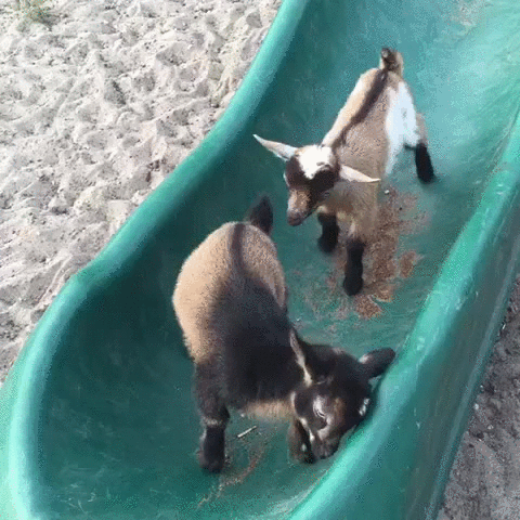 Baby Goat Got Moves Does Someone Or Something Falling Crack