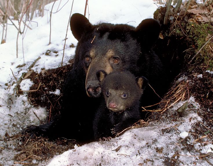 Bear Lazy Town Porn Black Bears In Minnesota Use Several Different Types Of Dens