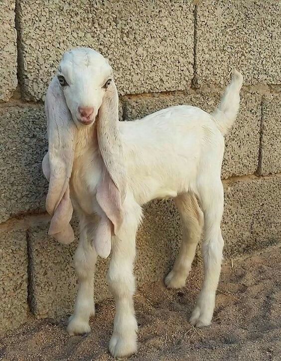 Beautiful Baby Goat Special Breed With Long Ears Pakistan Effin