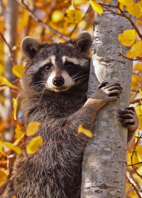 Best Animal Photography Ideas On Pinterest Wildlife