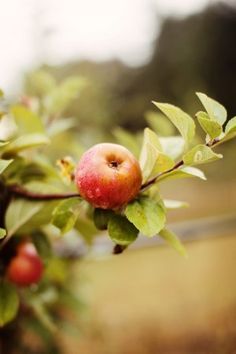 Best Apple Cottage Images On Pinterest Apples Apple Farm