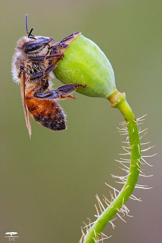 Best Bee Loved Images On Pinterest Bees Honey Bees And Bee Happy 8