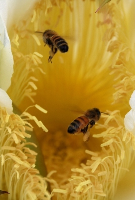Best Bee Loved Images On Pinterest Bees Honey Bees And Bee Happy