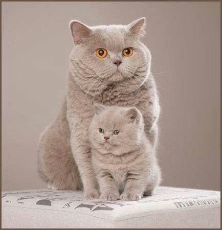 Best British Shorthair Kittens Ideas On Pinterest British