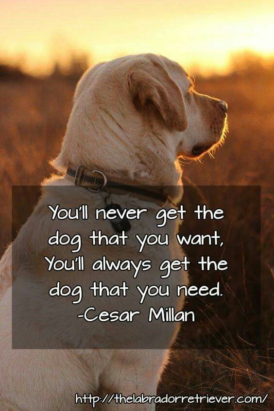 Best Cute Dog Quotes Ideas On Pinterest Puppy Quotes Dog 3
