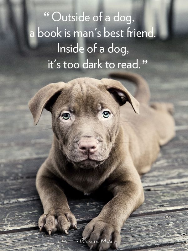 Best Dog Best Friend Quotes Ideas On Pinterest Animal Love