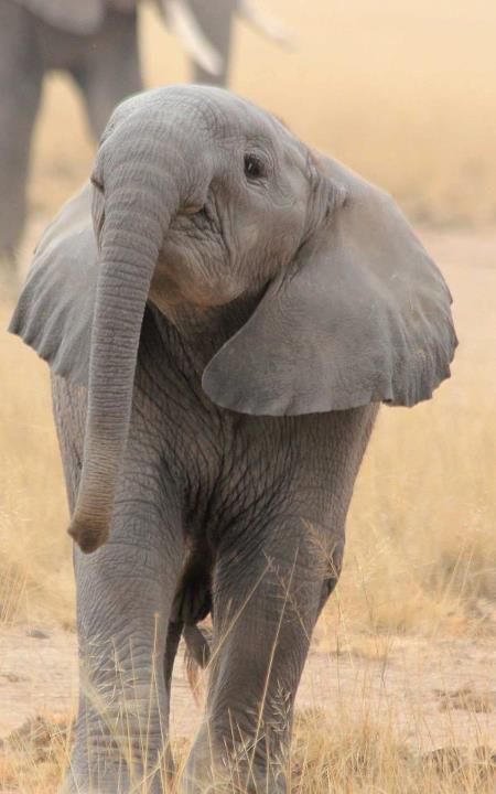 Best Elephants Images On Pinterest Baby Elephants Wild 8