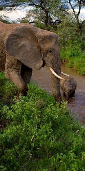 Best Elephants Images On Pinterest Baby Elephants Wild