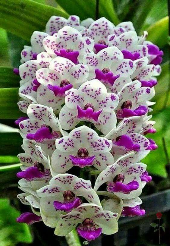 Best Flowers Images On Pinterest Nature Beautiful Flowers 1