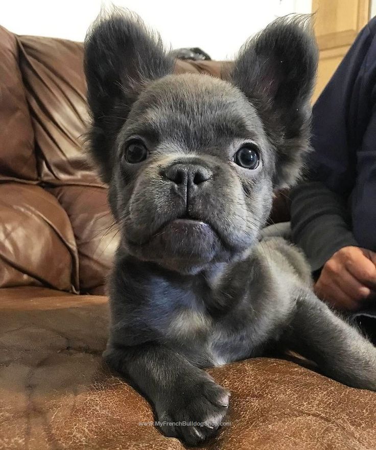 Best French Bulldogs Ideas On Pinterest French Bulldog Puppies French Bulldog And Blue Frenchie