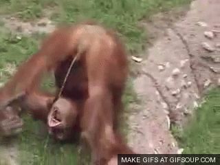 Best Gif Images On Pinterest Funny Gifs Hilarious And Favors