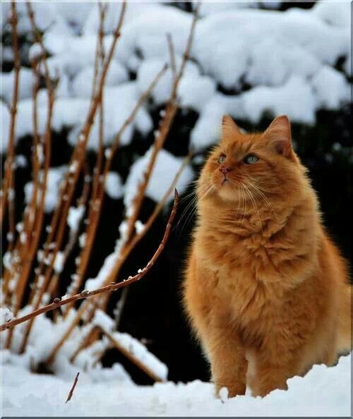 Best Kittens And Snow Images On Pinterest Baby Kittens