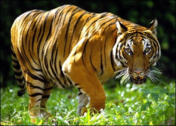 Best Malayan Tigers Images On Pinterest Big Cats Tigers