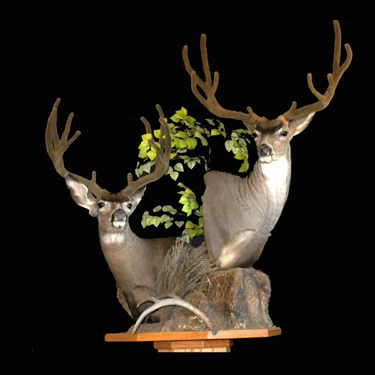 Best Mulies Images On Pinterest Wildlife Deer And Deer Family