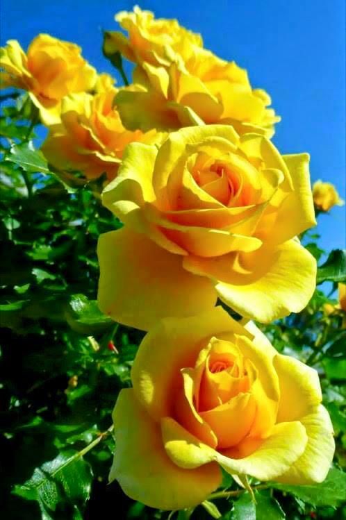 Best Roses Galore Images On Pinterest Beautiful Roses