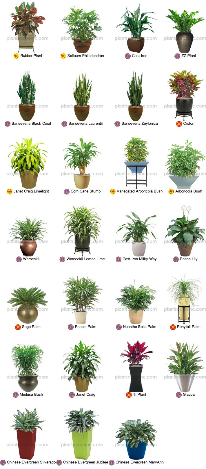 Best Small Tropical Gardens Ideas On Pinterest Tropical 3