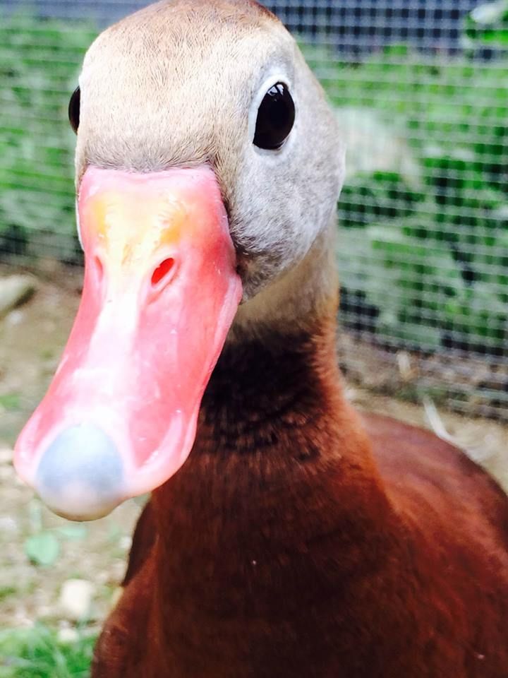 Black Bellied Whistling Duck Photo Via Livingston Ripley Waterfowl Conservancy Facebook Page