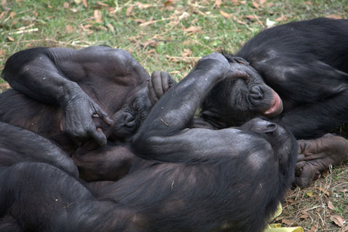 Bonobos Have Lots Of Sex Are Awesome May Hold Key To Our Past