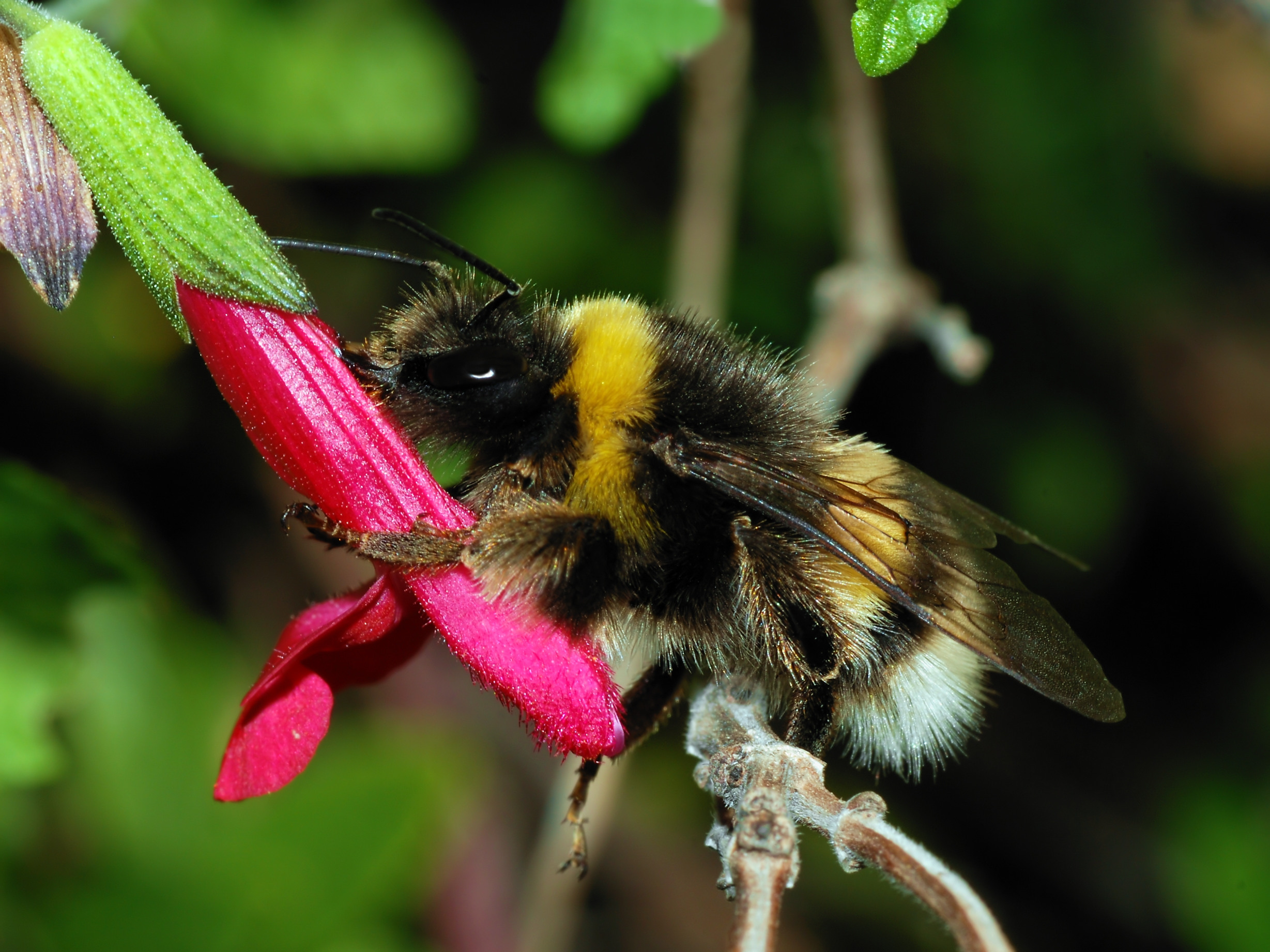 Bumblebee Wikipedia