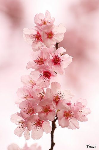 Cherry Blossom Beauty Blog Is In Another Language But This Sure Is Beautiful