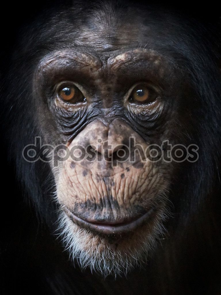 Chimpanzee Abeselom Zerit Photo Primates Old World Chimpanzees Pan Troglodytes Pinterest Chimpanzee And Primate