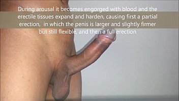 Complete Penis Erection Process Educational