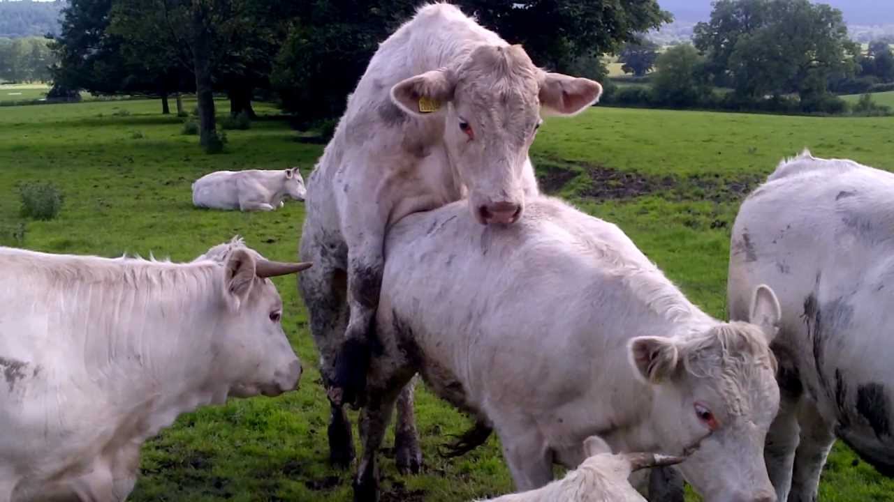Cow Porn Extreme Cattle Sex Yorkshire Uk Youtube