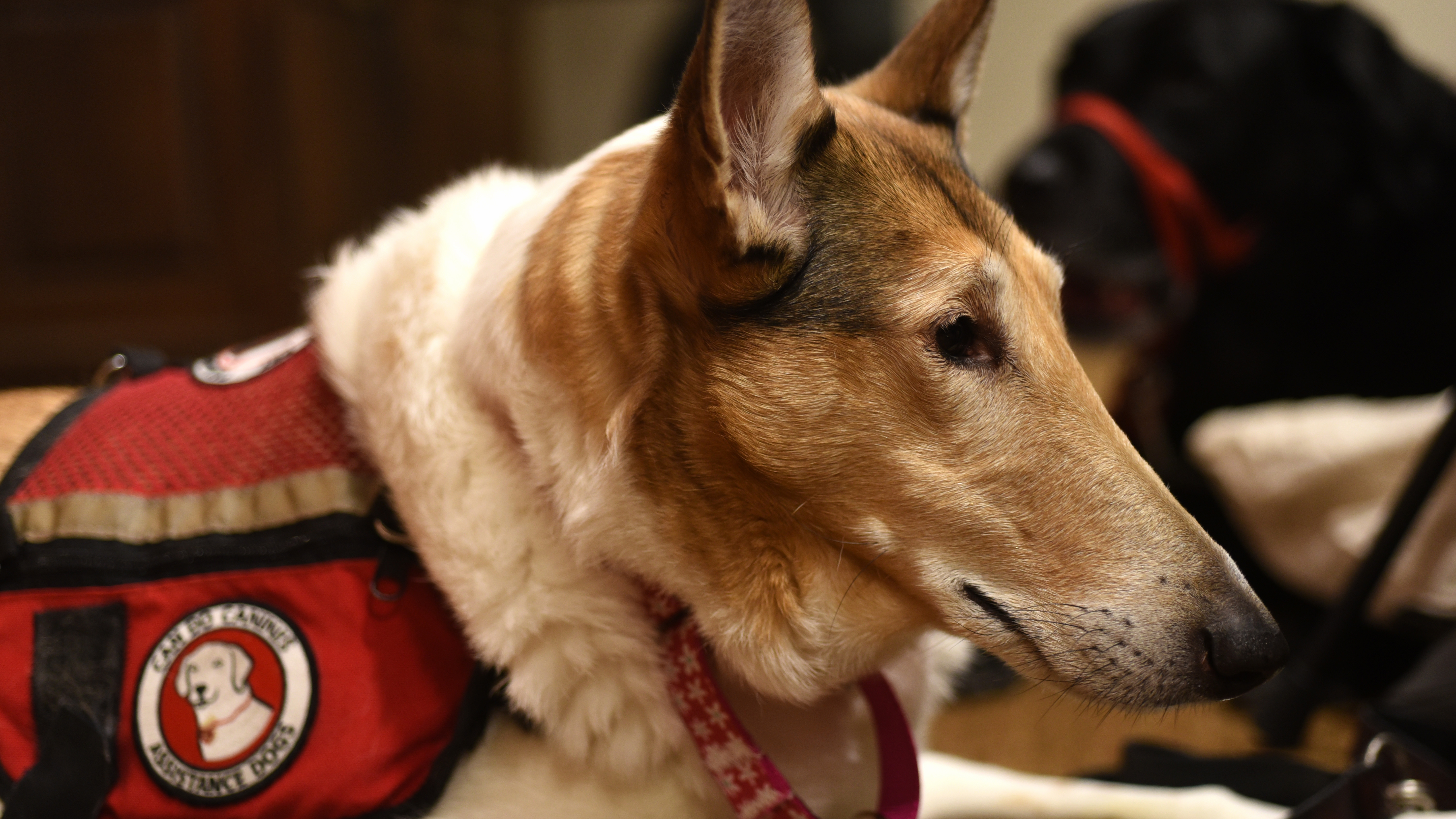 Dazzle A Smooth Coated Collie Service Dog Lay On The Floor