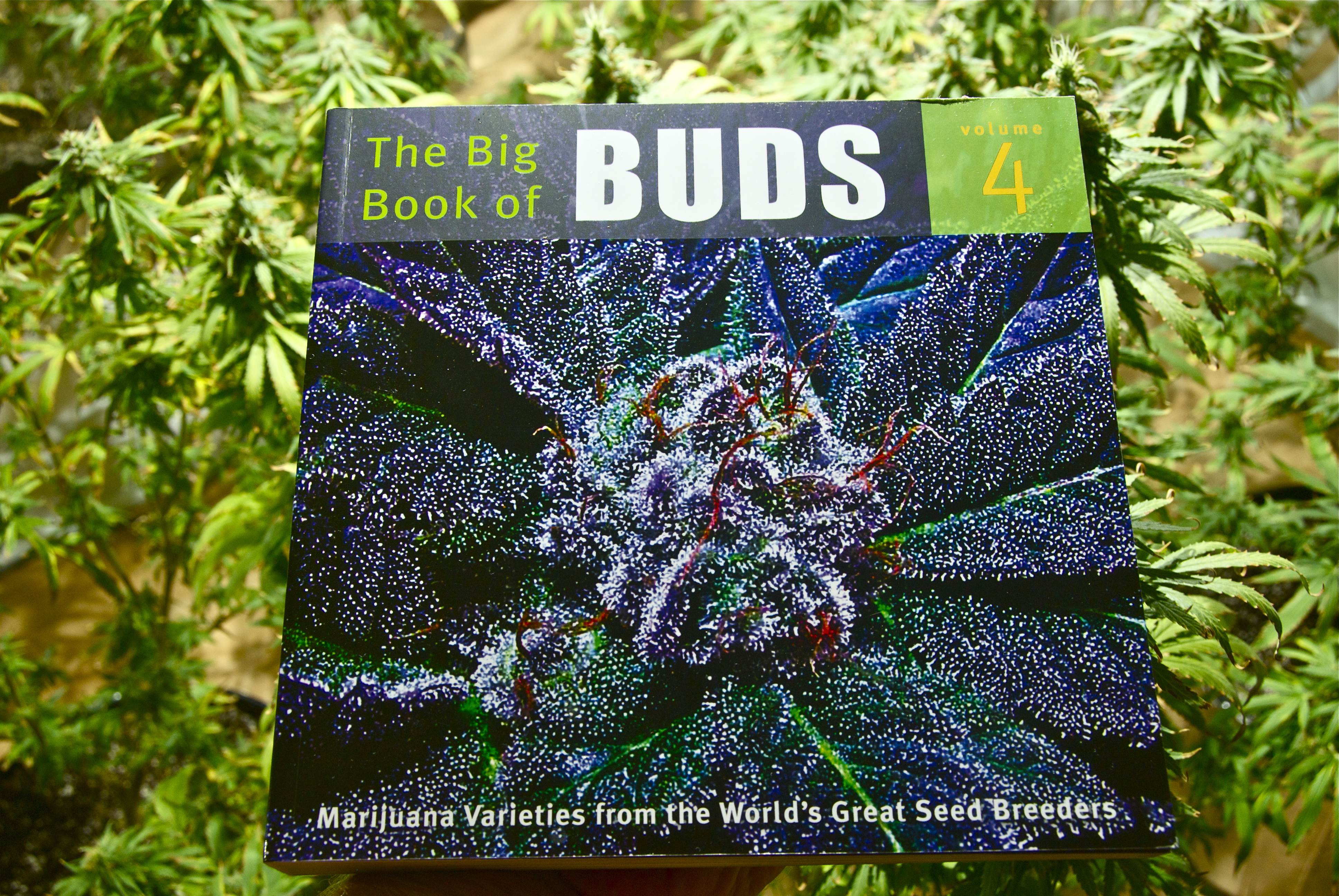 Discover Classic Marijuana Strains Big Buds Magazine