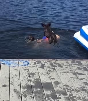 Dog Lands On Boys Head As They Jump Into Lake In Alaska Daily