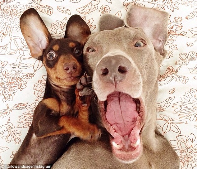 Doggies Indiana The Dachshund And Harlow The Weimaraner Are The New Best Friends Taking Instagram