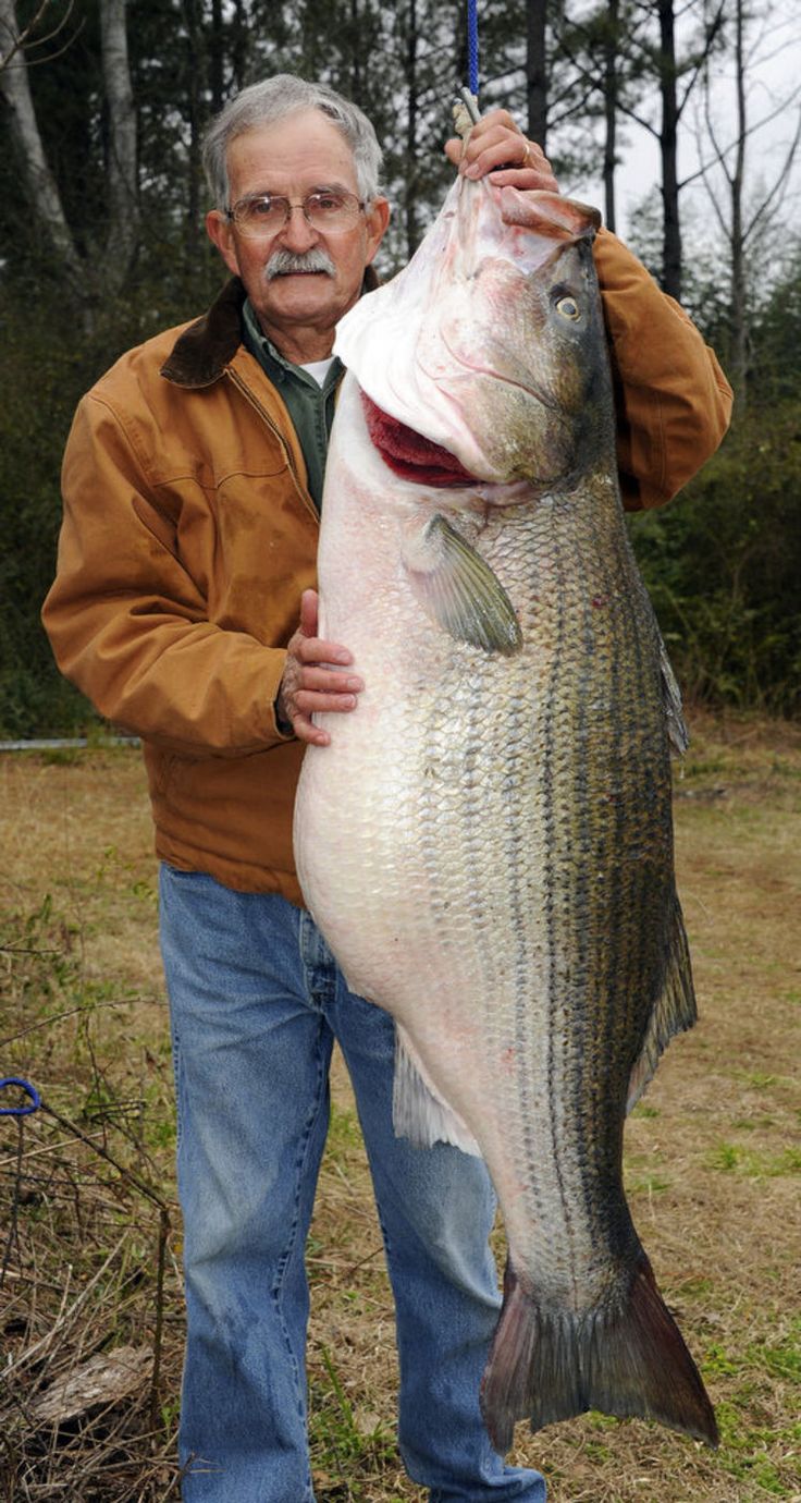 Dora Man Catches Record Striped Bass On The Black Warrior River Joes Outdoor Office Photos And Video