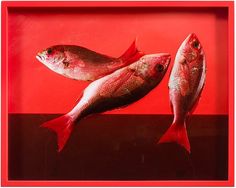 Elad Lassry Red Snapper Print Painted Frame Inches