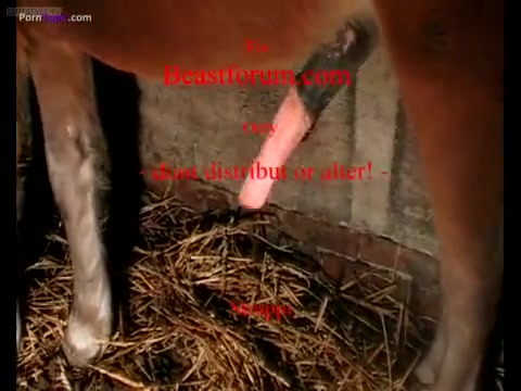 Faptastic Real Horse Sex Collection Dirt Free Porn Sex
