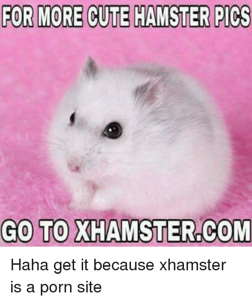 For More Cute Hamster Pics Go To Xhamster Com Haha Get
