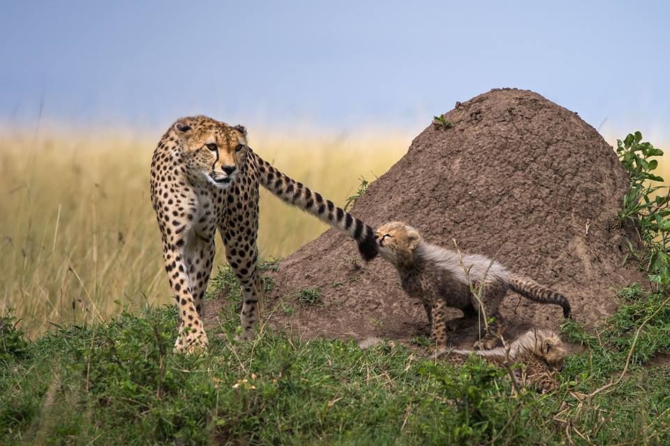 Frans De Waal Public Page Got You Cheetah Cub Grabs Moms Tail