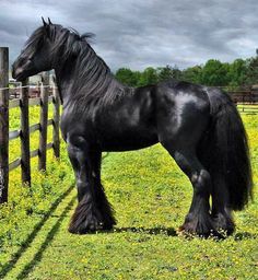 Friesian Horse Stallion Baroque Style Are Favorite Looks Like A Knights Horse