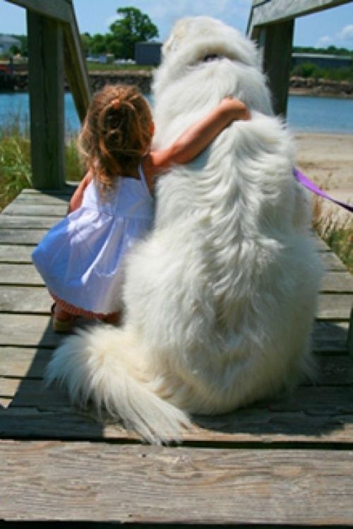 Gentle Giant Dogs With Their Tiny Human Friends Hug Dog