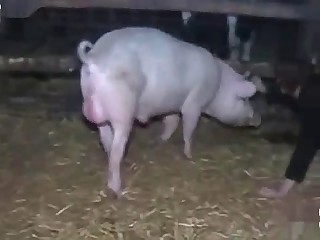 Girl fuck pig