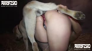 Golden Smart Dog Fucking Girl Who His Owner Dog Porn 3