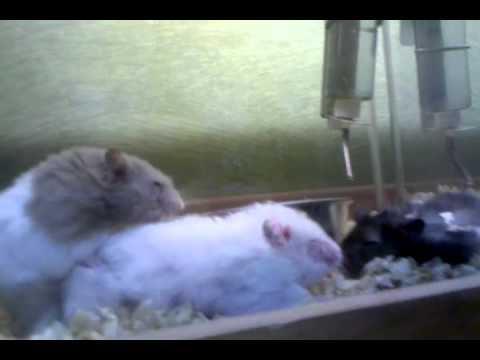 Hamster Porn Part Youtube