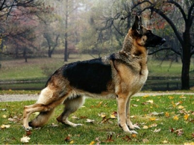He Is The Worlds Leading Guard Police And Military Dog He Loves To Swim And Hike And Is Fond Of Children