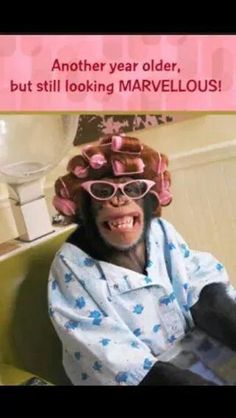 Hehehehe Couldnt Resist The Funny Monkey Hope It Gives You A Giggle Too 1