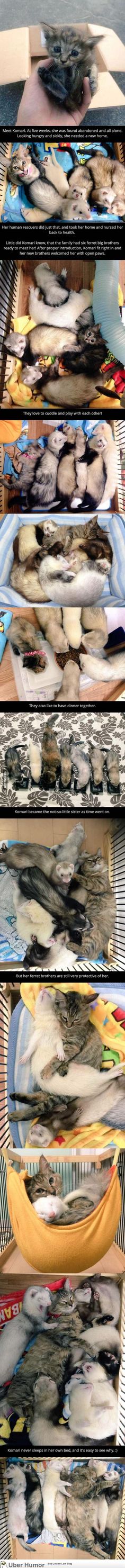 Hilarious Pictures Of Wet Cats Cat Bath Kitty Couture 1
